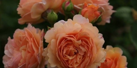 Rose charles austin: fotografija i opis